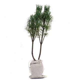 arbre de noel - pin nain mughus en motte -pochon